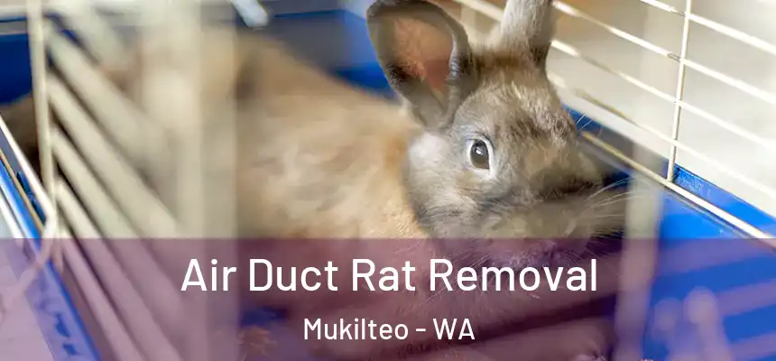  Air Duct Rat Removal Mukilteo - WA