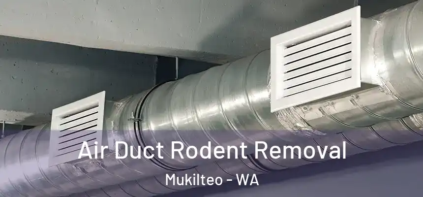 Air Duct Rodent Removal Mukilteo - WA