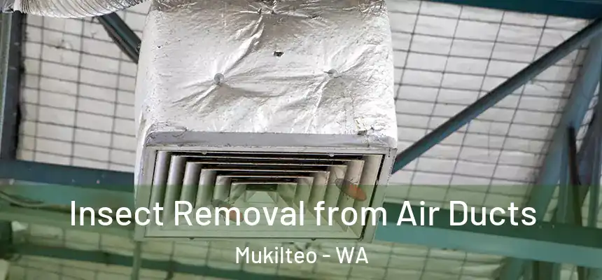  Insect Removal from Air Ducts Mukilteo - WA