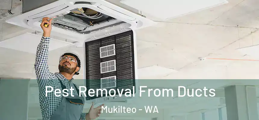  Pest Removal From Ducts Mukilteo - WA